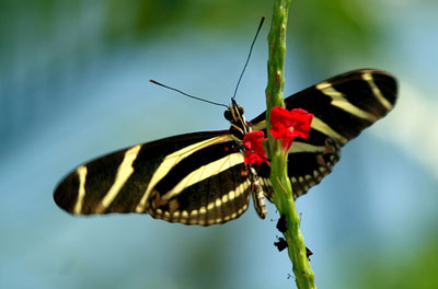 Butterfly Farm Aruba