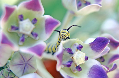 Butterfly Farm Aruba