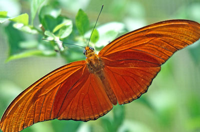 Butterfly Farm Aruba