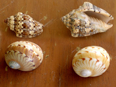 Shells from ArubaHouse Beach