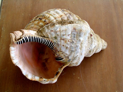 Shells from ArubaHouse Beach