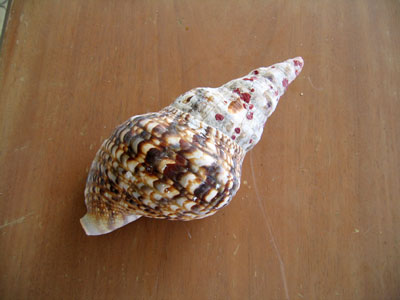 Shells from ArubaHouse Beach