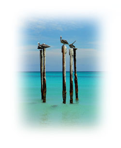Pelicans